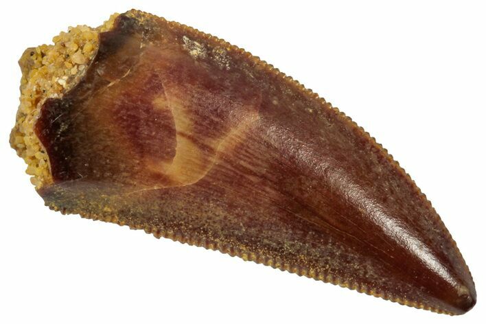 Serrated Raptor Tooth - Real Dinosaur Tooth #357926